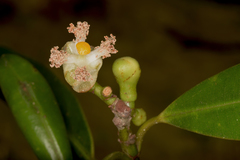 Garcinia travancorica